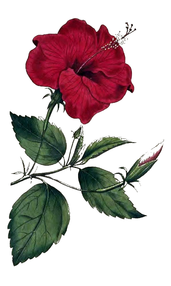 Vintage Flower